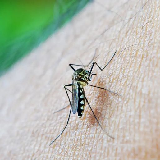 Trevisan decreta Situação de  Emergência pela epidemia de dengue
