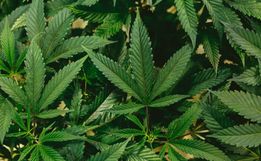 Após decisão do STF sobre maconha, CNJ prepara um pente-fino para corrigir prisões