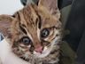 Gatos-do-mato encontrados na região são encaminhados ao Centro de Triagem de Animais Silvestres