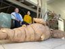 Pé de mandioca gigante de 112 kg levou 4 horas para ser colhido em SC