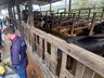 Tunápolis realiza reunião técnica  sobre saúde animal e formulação de dieta leiteira