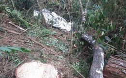 Homem morre após ser atingido por árvore no Oeste