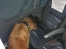 Cão da Polícia Militar localiza maconha em ônibus
