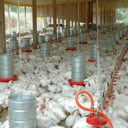 SC bate recorde histórico com mais de 328 mil toneladas de carnes exportadas em 2025
