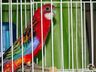 Veterinário da 14ª Efacitus destaca cuidados para a exposição de animais