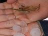 VÍDEO: Granizo do tamanho de ‘bolas de ping-pong’ cobre ruas de cidade de SC