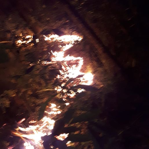 Vídeo: Bombeiros levam seis horas para combater incêndio em reflorestamento no interior de Riqueza