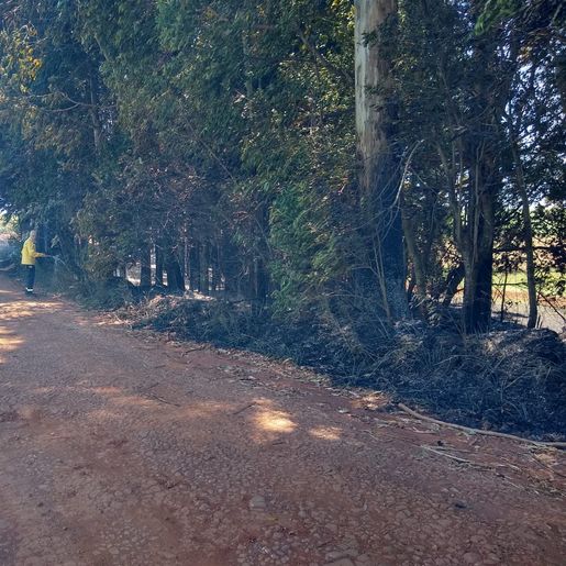 Incêndio florestal mobiliza bombeiros por uma hora