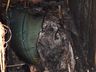 Aviário pega fogo em Palmitos e bombeiros controlam as chamas  