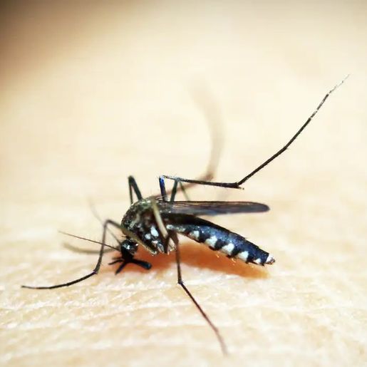 Dengue dispara e Santa Catarina ultrapassa 150 mortes pela doença