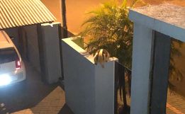 Tamanduá-mirim é flagrado em muro de residência na fronteira 