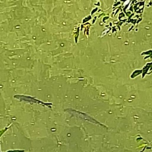 Cardume é flagrado subindo o rio durante o período de piracema em Mondaí