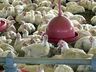 Japão retira embargo e reabre mercado para carne de frango de SC