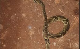 Criança picada por serpente é transferida de helicóptero para Cascavel
