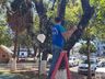 Decoração de natal começa a ser instalada em São José do Cedro