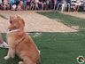 Desfile de cães tem presença de 20 animais na Efrait 2024