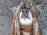 Morre cachorro que viveu por 10 anos em cemitério após enterro da dona