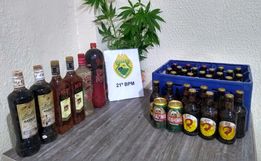Enquanto procurava vaca furtada, agricultor encontra 10 pés de maconha 