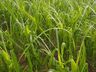 "Talvez terei que acionar o seguro agrícola" relatou agricultora de Palma Sola