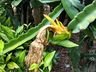 Morador de SJCedro investe no cultivo de pitaya