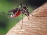 Municípios passam por levantamento para diagnosticar riscos de transmissão de Dengue e Chikungunya