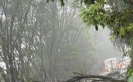 Vento forte causa queda de árvore e interdita trânsito
