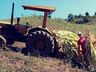 Plantio de fumo segue sendo alternativa de renda para agricultores
