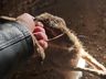 Identificado homem que praticou maus-tratos contra lebre, em Caibi