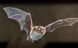 Pesquisadores descobrem novo coronavírus em morcegos no Brasil