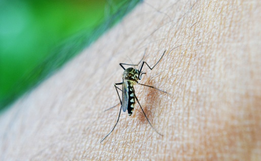 Santa Catarina chega a 71 mortes por dengue em 2022