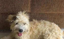 Mulher compra sofá usado e encontra cachorra dentro dele em SC
