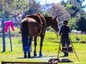 SMO: Grupo de Cavalarianos promove o 6º Acampamento Farrapo
