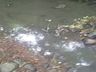 Polícia Ambiental investiga poluição hídrica em Itapiranga