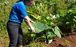 Mulheres são maioria no campo e geram 364 mil empregos em Santa Catarina