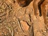 Gato-Mourisco Vermelho é encontrado atropelado no interior de Guarujá do Sul