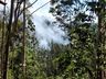 Bombeiros combatem incêndio em área de reflorestamento por 27 horas