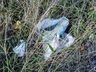 VÍDEO: Moradores reclamam de algazarra em loteamento e cobram rondas da PM