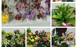 CAESP/APAE Caminho de Luz promove 4ª edição da Feira de Flores