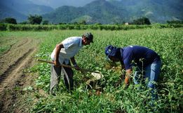 Inadimplência atinge 28% dos produtores rurais no país