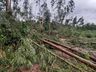 Temporal derruba árvores e interdita SC-496 em Santa Helena
