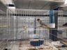 Associação dos Criadores de Aves de Iporã do Oeste realiza 1ª copa de ornitologia