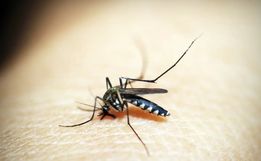 Dengue dispara e Santa Catarina ultrapassa 150 mortes pela doença