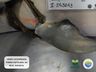 Boto-cinza é encontrado morto com calcinha presa a nadadeiras em SC