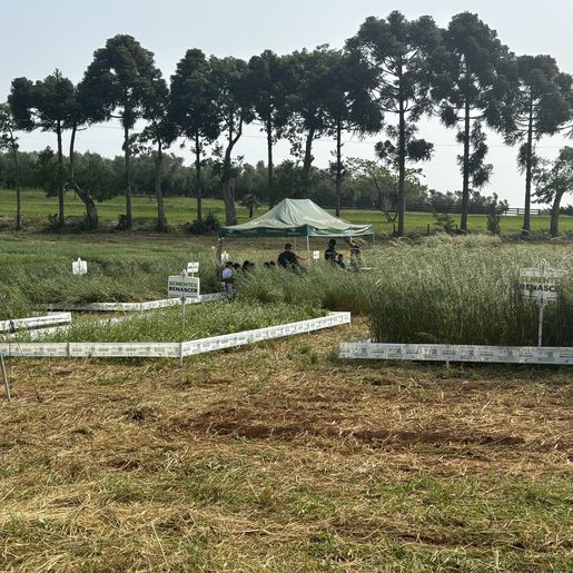 Cedup Campo Erê realiza tradicional Dia de Campo 
