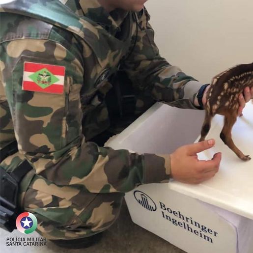 Animal silvestre é resgatado para ser avaliado e devolvido à natureza