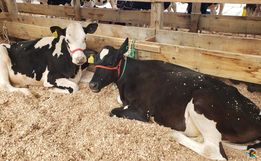 1ª Exponobe é aberta oficialmente em Iporã do Oeste; feira segue no sábado