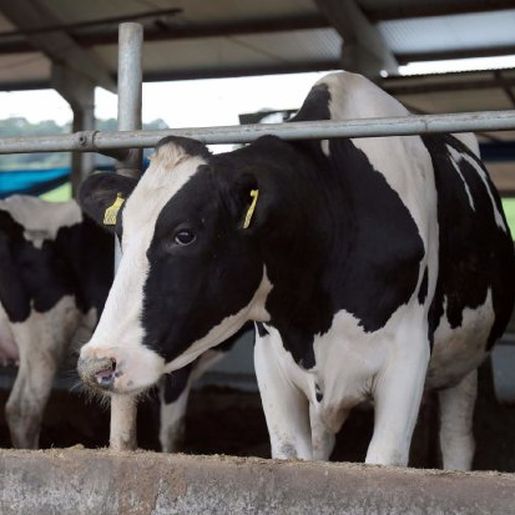 Santa Catarina exigirá rastreabilidade do leite para dar mais segurança ao consumidor