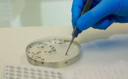 Brasil investiga as primeiras suspeitas de morte por febre oropouche no mundo