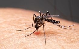 Primeiros meses do ano têm queda de 83% nos casos de dengue em SC