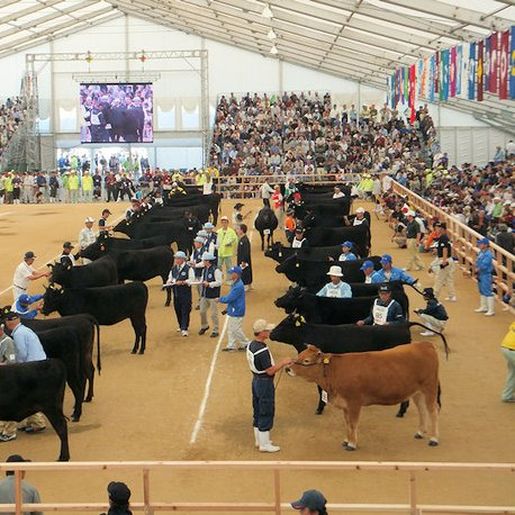 Qual é a carne mais cara do mundo?